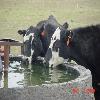 Livestock Watering Facility 
