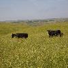 Cattle Grazing Sweet Clover Near Hereford